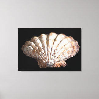 Scallop 3236 canvas print