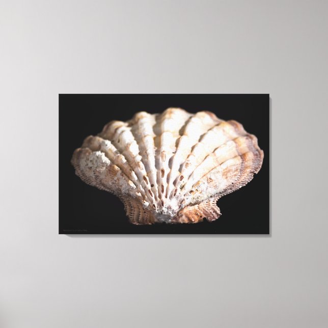 Scallop 3236 canvas print (Front)