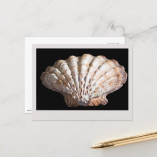 Scallop 3236 postcard
