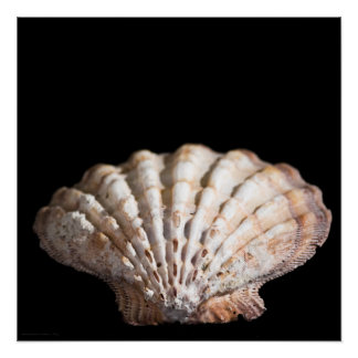 Scallop 3236 poster