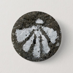 Scallop Shell Button