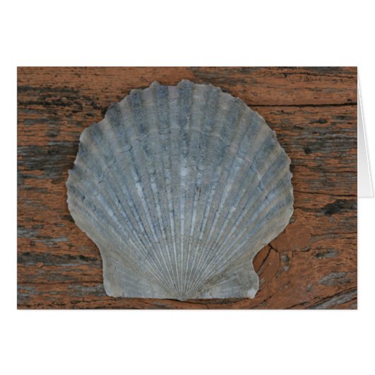 Scallop shell cards (Front Horizontal)
