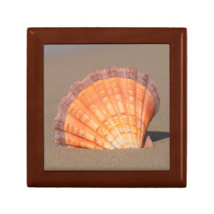 Scallop Shell  Crete, Greece Jewelry Box