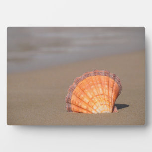 Scallop Shell  Crete, Greece Plaque