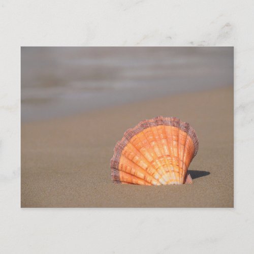 Scallop Shell Crete Greece Postcard