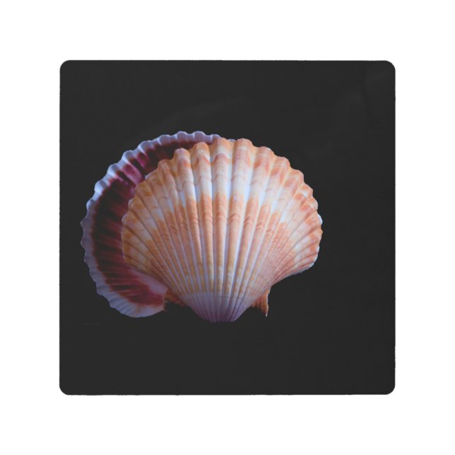 Scallop Shell Metal Print (Front)