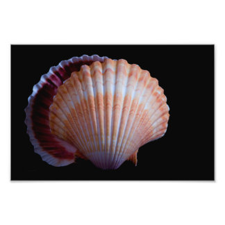 Scallop Shell Photo Print