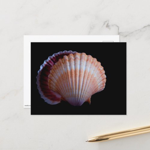 Scallop Shell Postcard