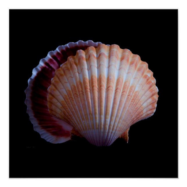 Scallop Shell Poster (Front)