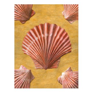 Scallop Shells Art Postcard