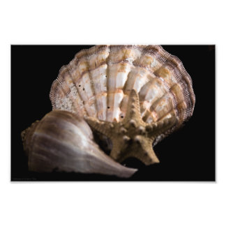 Scallop, Whelk, Sea Star Photo Print
