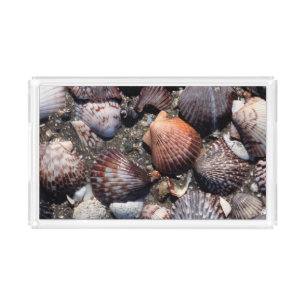 Scalloped Colorful Seashells On A Black Sand Acrylic Tray