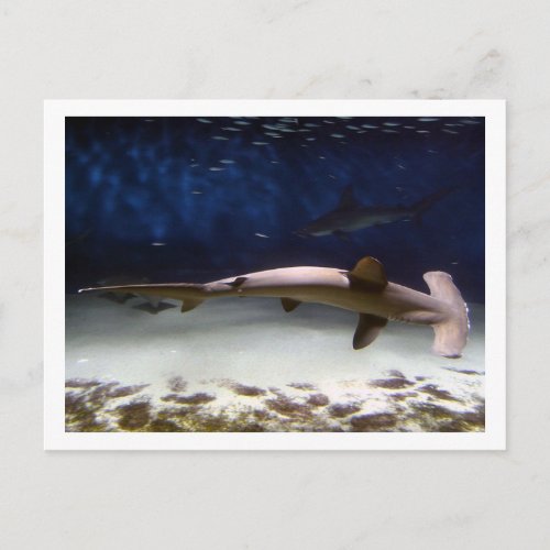 Scalloped Hammerhead Shark Postcard