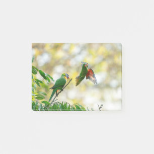 Scaly breasted and Rainbow Lorikeet. Post-it Notes