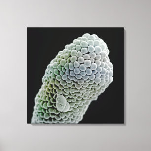 Scanning electron microscope image of stigma (Pent Canvas Print