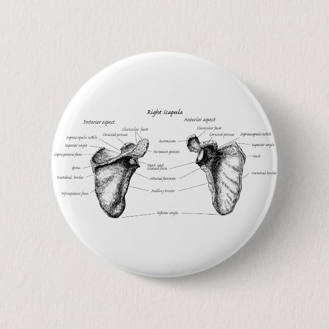 Scapula Details Button (Front)