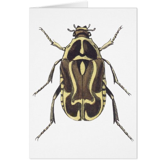 Scarab Beetle (Front)