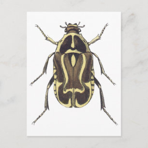 Scarab Beetle Postcard