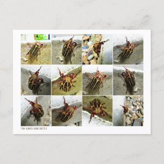 Scarab June Beetle Insect Big Bug Postcard