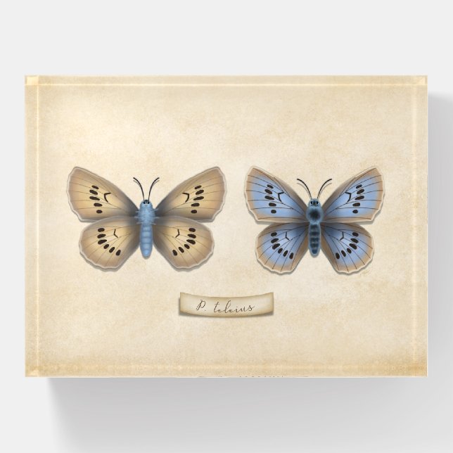 Scarce Large Blue Butterfly Naturalist Specimen Pa Paperweight (Front)
