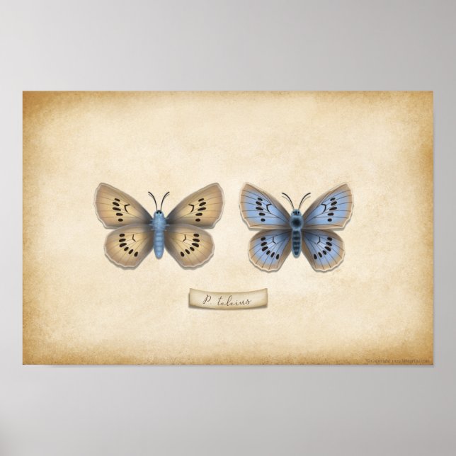 Scarce Large Blue Butterfly Naturalist Specimen Poster (Front)