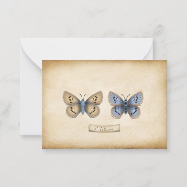 Scarce Large Blue Butterfly Specimen Customizable Note Card (Front)