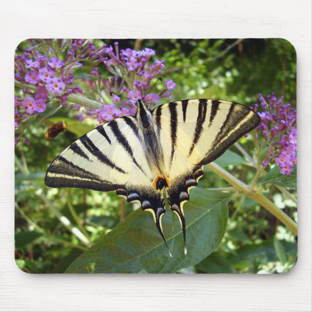 Scarce Swallowtail Butterfly Mouse Mat (Front)