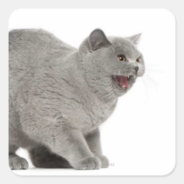 Scared British Shorthair hissing (8 months old) Square Sticker (Front)