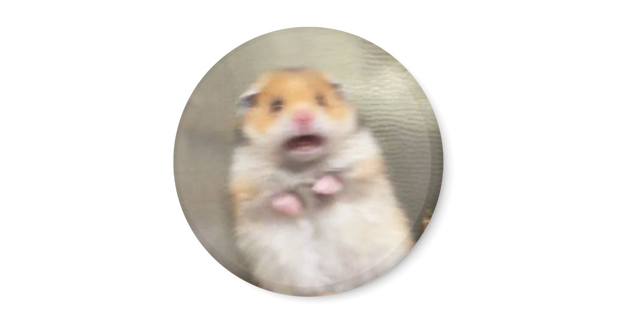 Scared hamster meme: Where did it actually come from and is it real?