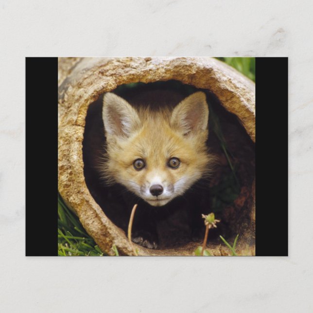 Scared Little Fox Postcard (Front)