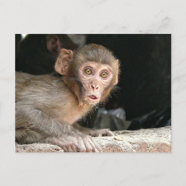 Scared monkey with big eyes postcard (Front)