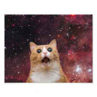 Scaredy cats Photographic Print by Getaway21