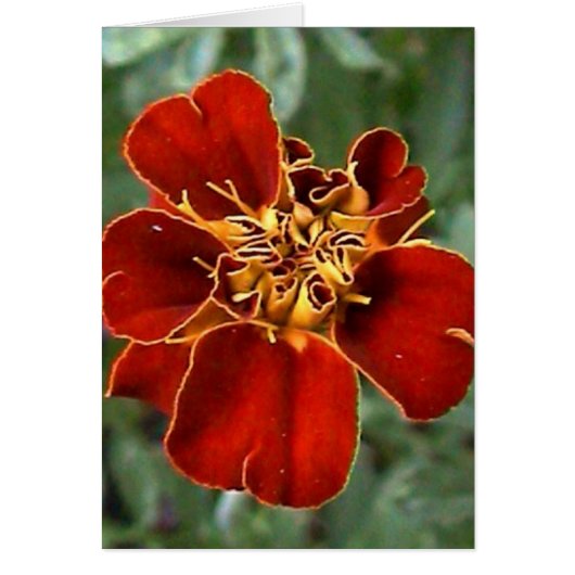 scarlet beauty cards (Front)