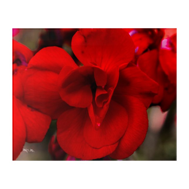 Scarlet Begonias Acrylic Print (Front)
