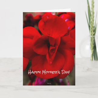 Scarlet Begonias Card