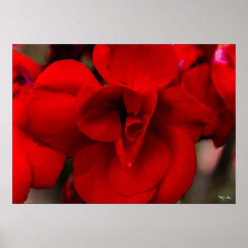 Scarlet Begonias Poster