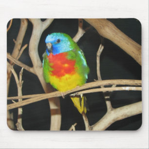 Scarlet-Chested Parakeet - Neophema splendida Mouse Pad