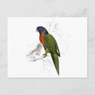 Scarlet-Collared Parrakeet by Edward Lear Postcard