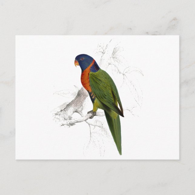 Scarlet-Collared Parrakeet by Edward Lear Postcard (Front)