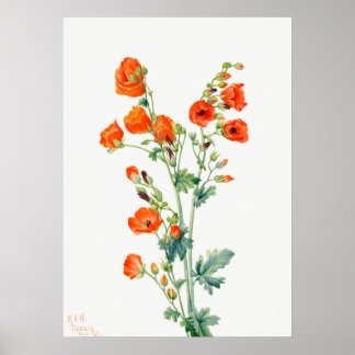Scarlet Desert Globemallow of Apricot Mallow Poster