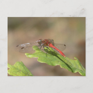 Scarlet Dragonfly Close Up DIY Postcard
