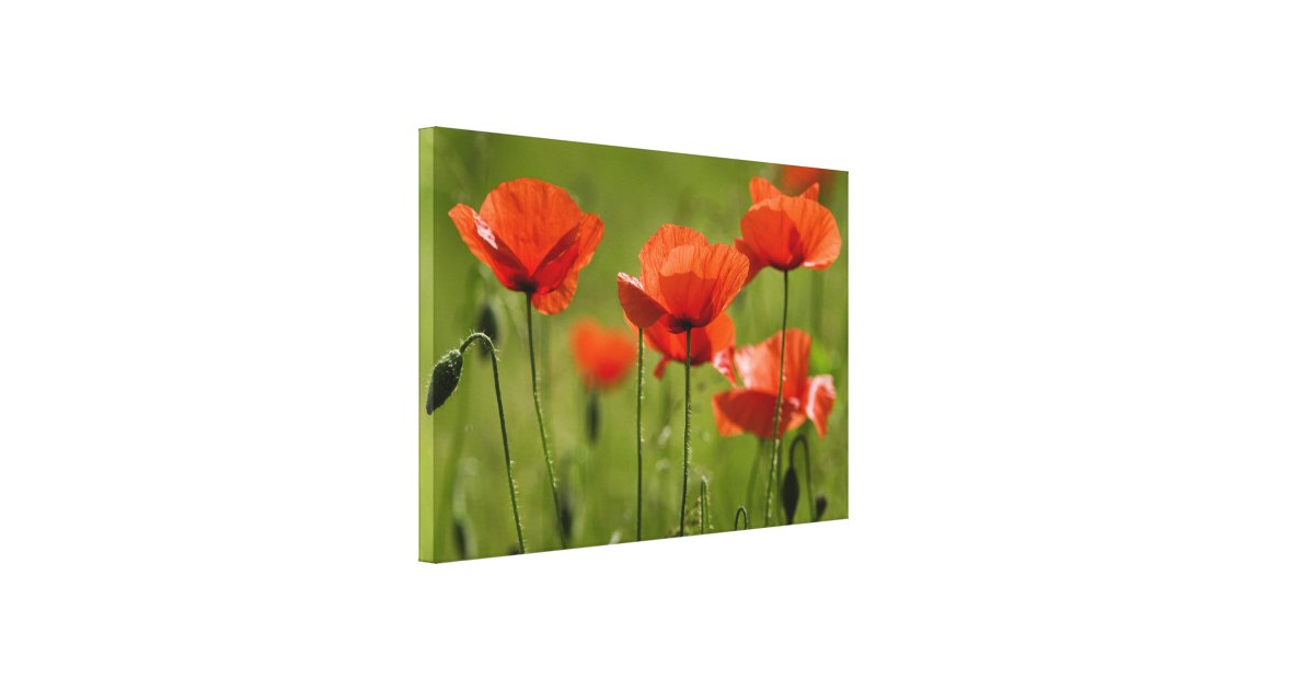 Scarlet Field Poppies Canvas Print | Zazzle