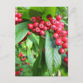 Scarlet Firethorn In Valley Gardens Park Postcard