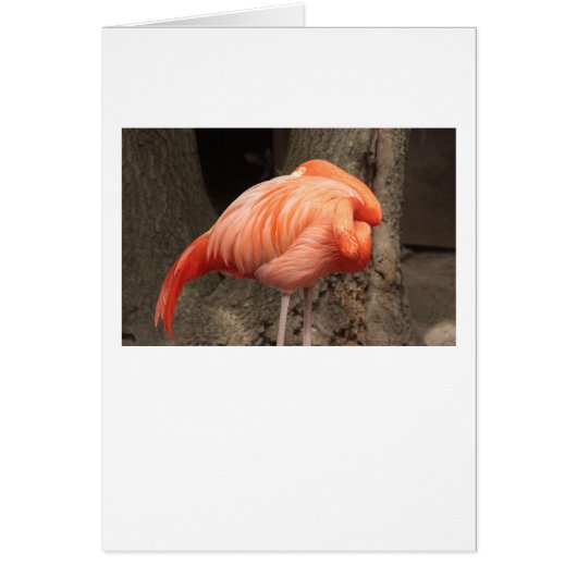 Scarlet Flamingo Cards (Front)
