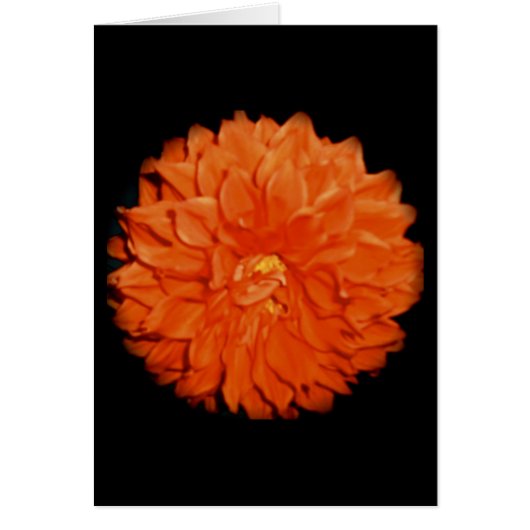 Scarlet Flora Cards (Front)