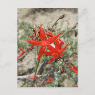 Scarlet Gilia Postcard