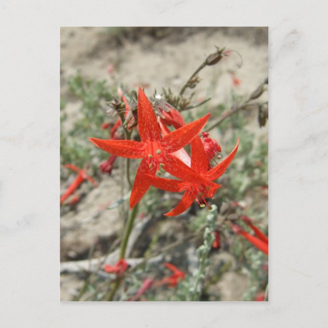Scarlet Gilia Postcard (Front)