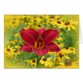 Scarlet Gold - Daylily (Front Horizontal)