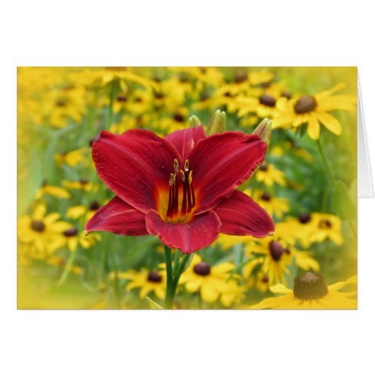 Scarlet Gold - Daylily Cards (Front Horizontal)