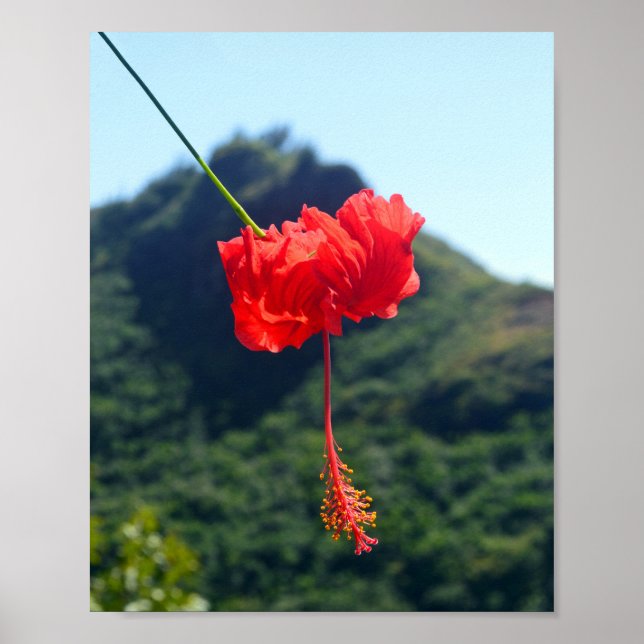 Scarlet Hibiscus in Hawaii Poster (Front)
